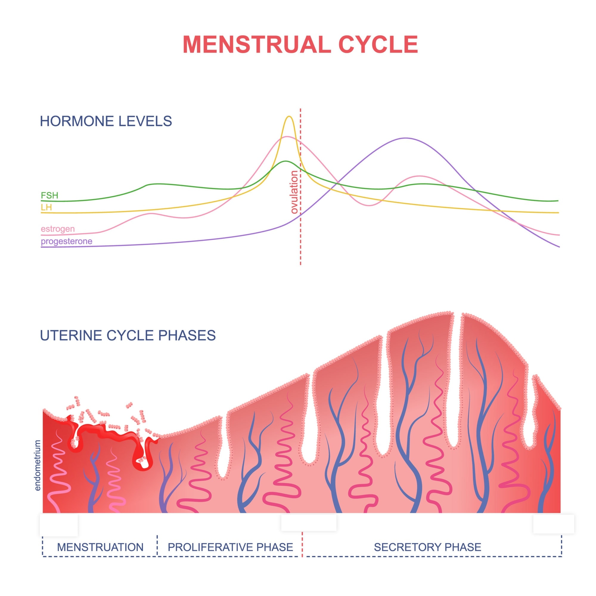 How Can I Tell If I M Ovulating