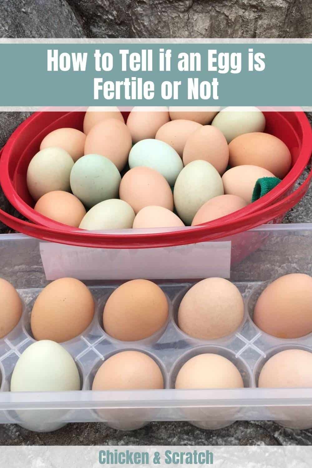 How Can You Find Out If Your Fertile