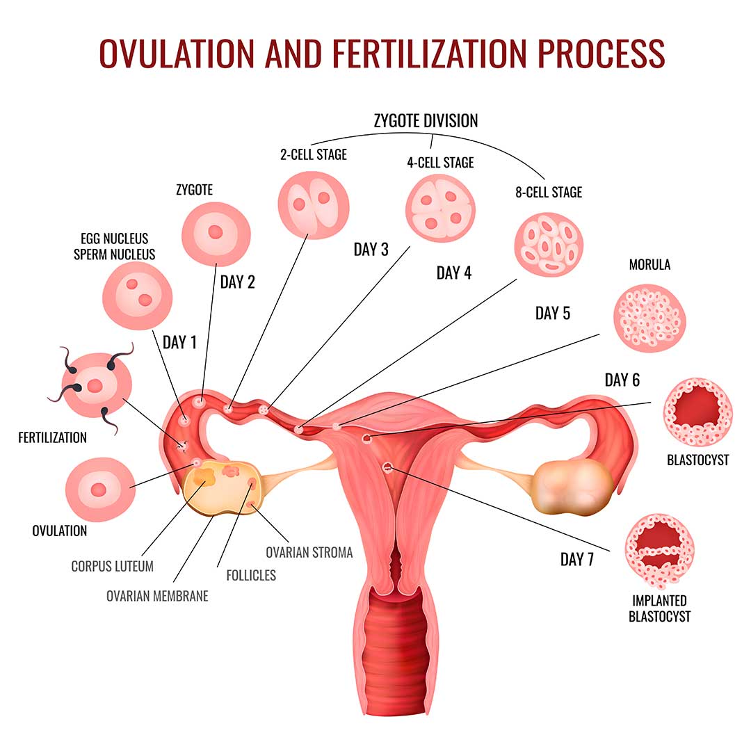 How Can You Tell If Your Ovulating